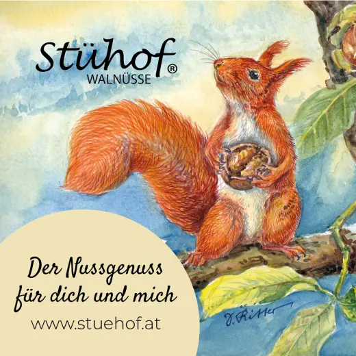 orangenes eichhörnchen mit einer walnuss auf einem baum